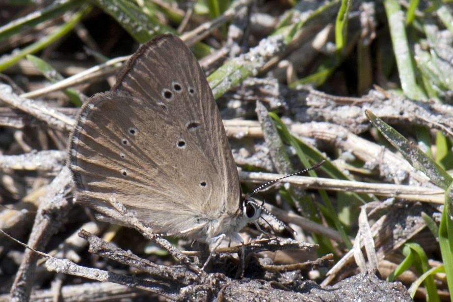 Polyommatus (Agrodiaetus) humedasae Toso & Balletto, 1976 -